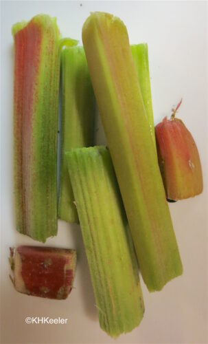 Rhubarb Rheum: Part 2